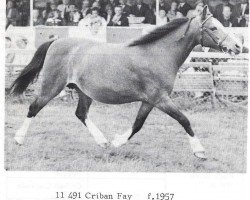 broodmare Criban Fay (Welsh mountain pony (SEK.A), 1957, from Gredington Ianto)