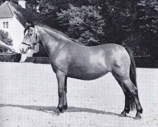 horse Criban Miriam (Welsh mountain pony (SEK.A), 1961, from Criban Cockspur)