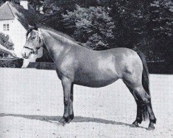 Pferd Criban Miriam (Welsh Mountain Pony (Sek.A), 1961, von Criban Cockspur)