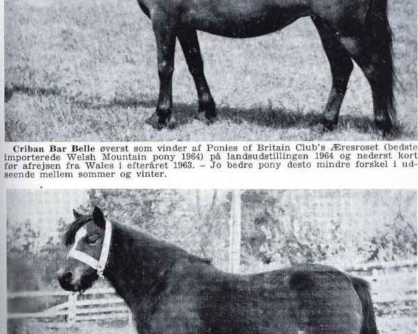 Zuchtstute Criban Bar Belle (Welsh Mountain Pony (Sek.A), 1958, von Bowdler Brewer)