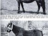 broodmare Criban Bar Belle (Welsh mountain pony (SEK.A), 1958, from Bowdler Brewer)