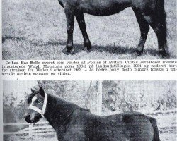 broodmare Criban Bar Belle (Welsh mountain pony (SEK.A), 1958, from Bowdler Brewer)