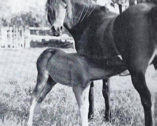 Zuchtstute Criban (R) Dodo (Welsh Mountain Pony (Sek.A), 1949)