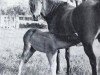 broodmare Criban (R) Dodo (Welsh mountain pony (SEK.A), 1949)