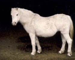 horse Criban Old Silver (Welsh mountain pony (SEK.A), 1958, from Bowdler Brewer)