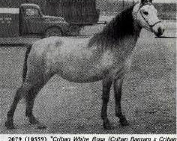 Zuchtstute Criban (R) White Rose (Welsh Mountain Pony (Sek.A), 1954, von Cui Monarch)