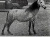 broodmare Criban (R) White Rose (Welsh mountain pony (SEK.A), 1954, from Cui Monarch)