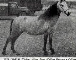 Zuchtstute Criban (R) White Rose (Welsh Mountain Pony (Sek.A), 1954, von Cui Monarch)