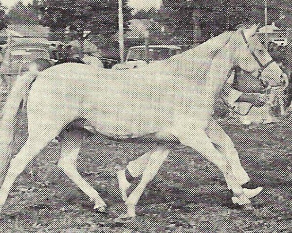 broodmare Criban (R) Sunset (Welsh-Pony (Section B), 1965, from Criban (R) Summit)