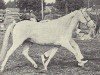 broodmare Criban (R) Sunset (Welsh-Pony (Section B), 1965, from Criban (R) Summit)