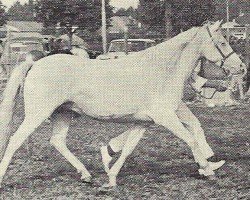 Zuchtstute Criban (R) Sunset (Welsh Pony (Sek.B), 1965, von Criban (R) Summit)