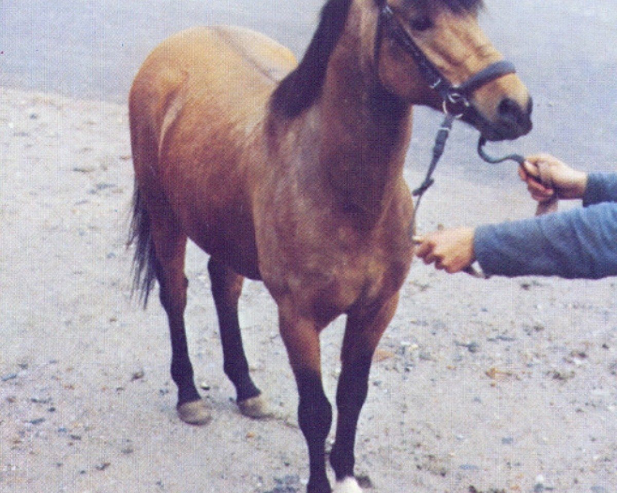 Deckhengst Forsythia's Sadat (Welsh Pony (Sek.B), 1972, von Penucha Pert)