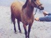 Deckhengst Forsythia's Sadat (Welsh Pony (Sek.B), 1972, von Penucha Pert)