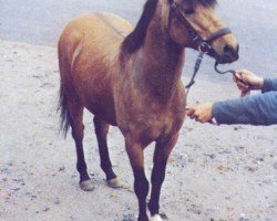 Deckhengst Forsythia's Sadat (Welsh Pony (Sek.B), 1972, von Penucha Pert)