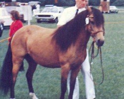 Zuchtstute Forsythia's Sunbeam (Welsh Pony (Sek.B),  , von Arkelshof's Sunlight)