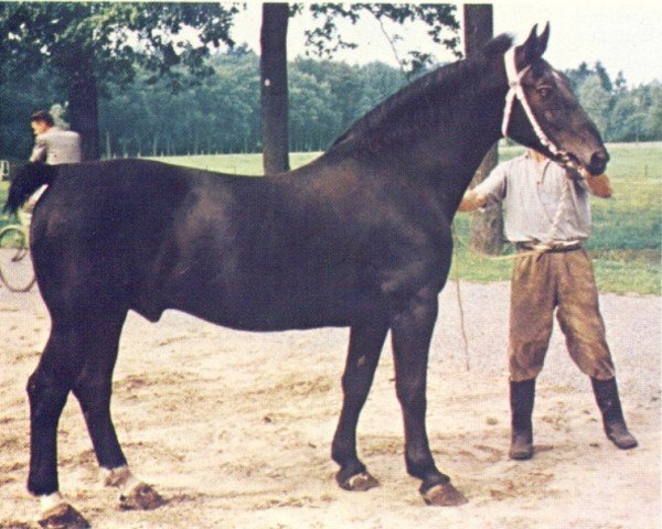 stallion Rheinfeld (Oldenburg, 1938, from Rheinfeld 3526)