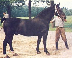 Deckhengst Rheinfeld (Oldenburger, 1938, von Rheinfeld 3526)