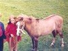 broodmare Cusop Gwyneth (Welsh mountain pony (SEK.A), 1957, from Blaenbwch Supreme)