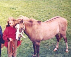 Zuchtstute Cusop Gwyneth (Welsh Mountain Pony (Sek.A), 1957, von Blaenbwch Supreme)