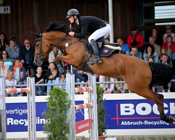 jumper Galantine du Moulin Mm (Oldenburg show jumper, 2016, from Stakkato Gold)