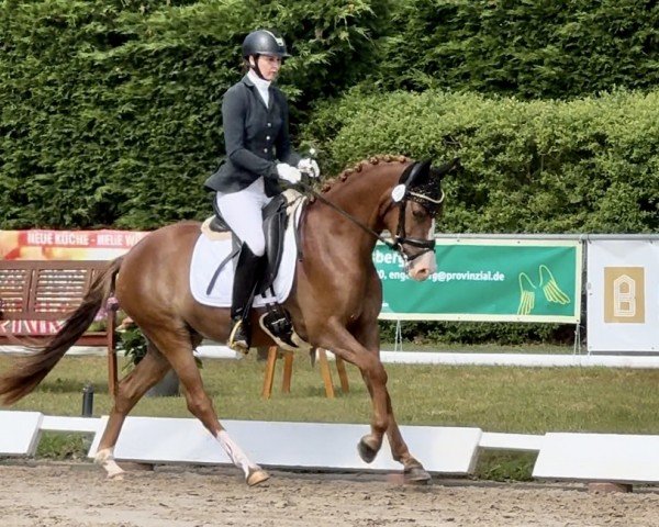 Dressurpferd Chocoline (Deutsches Reitpony, 2021, von Top Champion)