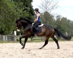 dressage horse Bonvaro (Oldenburg, 2020, from Bon Coeur)