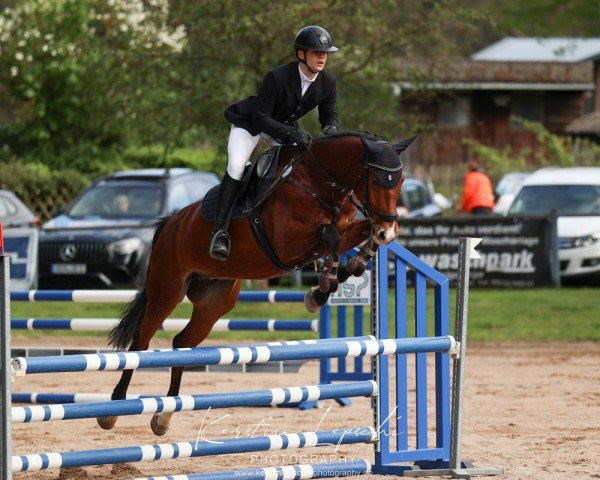 jumper Carlson K 3 (German Sport Horse, 2017, from Cosido)