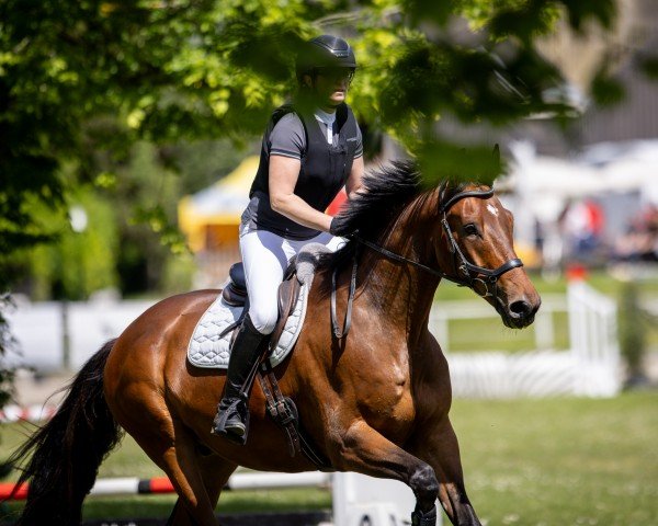 dressage horse Da Valor (Oldenburg, 2018, from Dimagico)