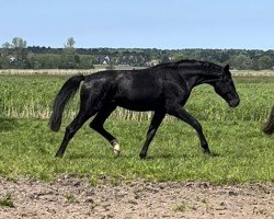 dressage horse Sisqo HJ (Hanoverian, 2022, from Santos)