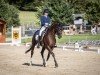 dressage horse Negrito 15 (Oldenburg, 2014, from Negro)