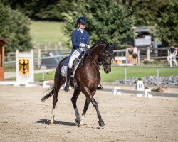 dressage horse Negrito 15 (Oldenburg, 2014, from Negro)