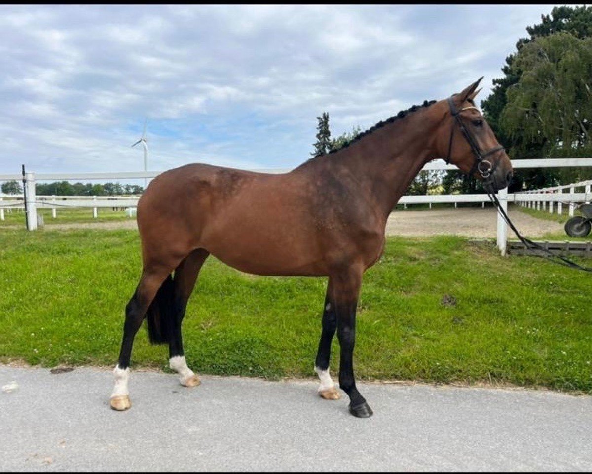horse Diamant's Darling (Westphalian, 2020, from Diamant de Casall)