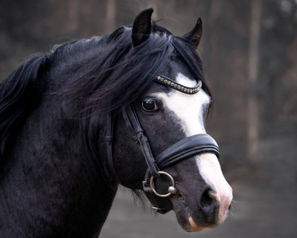 stallion Birchmores Black Jack (Welsh-Cob (Sek. C), 2017, from Rangeview Revenge)