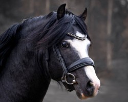 Deckhengst Birchmores Black Jack (Welsh-Cob (Sek. C), 2017, von Rangeview Revenge)