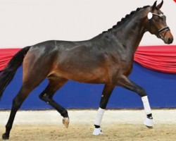 dressage horse Viva Rubin (Oldenburg, 2020, from Vivino)