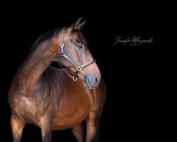 dressage horse Mr. Thiel (Holsteiner, 2006, from Quite Capitol)