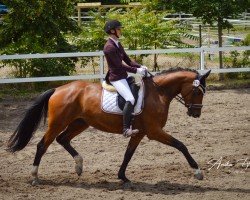 dressage horse Fair Line 3 (Oldenburg, 2019, from Hotline)