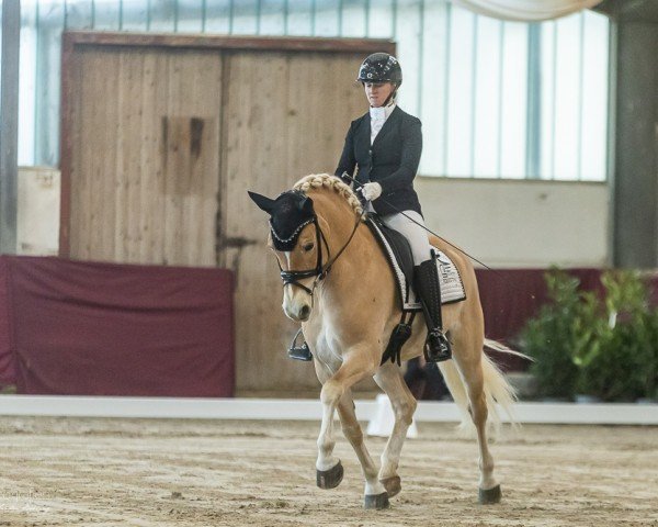 Dressurpferd Wonderstar 4 (Haflinger, 2016, von Wonder Boy R (1,17% ox))