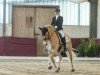 dressage horse Wonderstar 4 (Haflinger, 2016, from Wonder Boy R (1,17% ox))