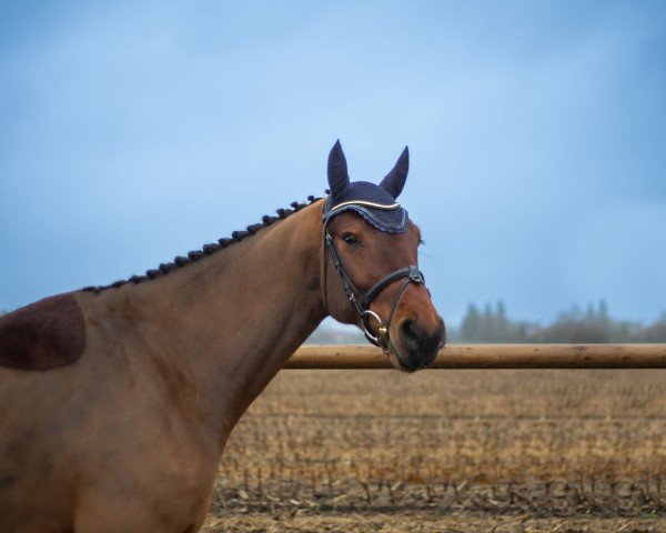 jumper Cantu's Air Jordan (Oldenburg show jumper, 2019, from Canturano I)