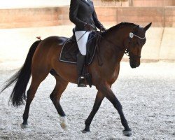 dressage horse öhrli (Württemberger, 2010, from Alassio's Boy)