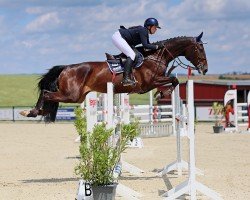 jumper Messokann (Oldenburg show jumper, 2019, from HH Messenger)