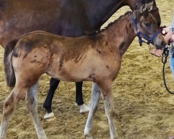 foal by CharisTB (German Riding Pony, 2024, from Chickeria H)
