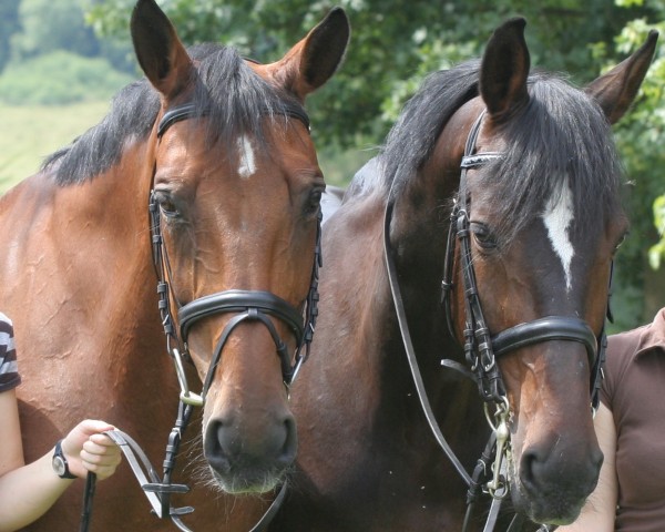 horse Giovanna 13 (Hanoverian, 1986, from Graf Fackel Z)