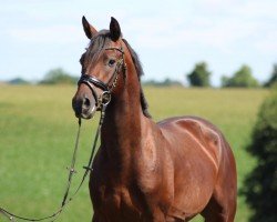 dressage horse Dante FT (German Riding Pony, 2019, from Dance Star AT)