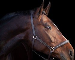 jumper Abby Joy Z (Zangersheide riding horse, 2017, from Aganix du Seigneur)