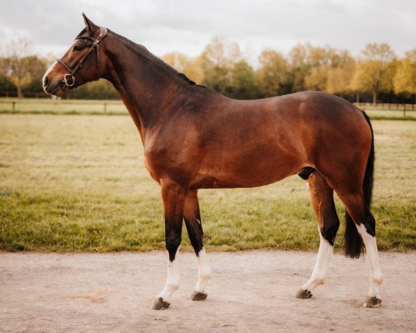 Pferd NACEUR PU Z (Zangersheide Reitpferd, 2020, von Nartago)