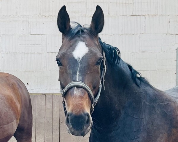 dressage horse Calla (Hanoverian, 2010, from Contendros Bube)