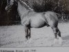 stallion Edelmann Th 670 (Alt-Oldenburger / Ostfriesen, 1946, from Eberstein 1909)