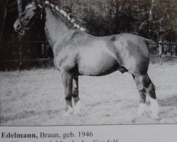 stallion Edelmann Th 670 (Alt-Oldenburger / Ostfriesen, 1946, from Eberstein 1909)